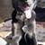 German shepherd/ healer mix 2 thumbnail