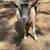 ADGA Buck and Doe 3 thumbnail