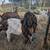 Boer Buck 2 thumbnail