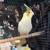 Lutino cockatiel 2 thumbnail