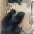 FREE BLACK CATS 2 thumbnail