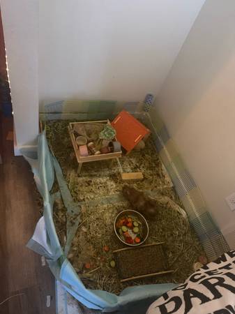 Bonded male gunipigs (Everett)63870900779649121