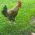 Rooster for sale 1 thumbnail