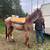 2 year old red roan gelding 7 thumbnail