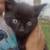 Kittens 4 thumbnail