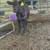 Beef heifers 5 thumbnail