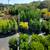 Arborvitae, Crape Myrtle, Sedum, Rose of Sharon, Beautyberry... $6.97 17 thumbnail
