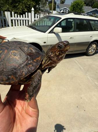 Painted wood turtle 1
