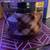 5 Brand new Candles,Yankee ,White Barn,Bed bath and beyond 3 thumbnail
