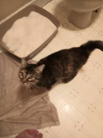 Silverdale Cat Found (Silverdale)63942501561731122