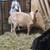 Wether goats 3 thumbnail
