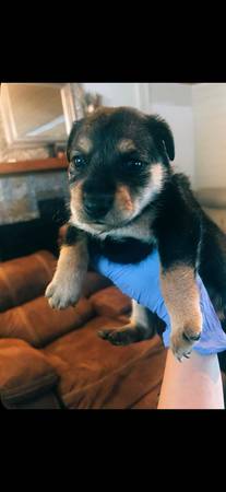 Cachorros de lab pit collie (Olympia)63869711864835121