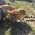 Kune Kune Piglets 13 thumbnail