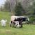 Miniature American British White Park Bull 3 thumbnail