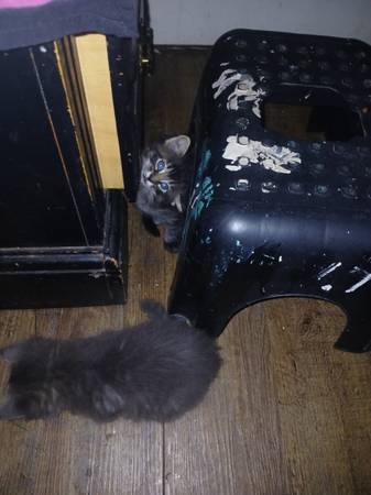 Need home for 6 kittens. Small rehoming fee (Sioux Falls)63663335154563121
