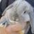 Mini lop Show/Rare Bunny / Rabbit 5 thumbnail
