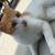 Beautiful spayed cat for rehoming 2 thumbnail