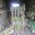Organic Hardneck Seed Garlic 1 thumbnail