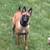 German Shepard Belgian Malinois puppies 3 thumbnail