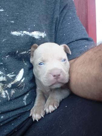 Rehoming Blue Pit fawm Color (Carthage)63862108564995120