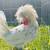 Polish Chicken 1 thumbnail