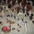 Springer Spaniel collection, Ganz, figurines, dvd, quilted panel, Pics 9 thumbnail