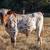 Longhorn bull/steer calves 1 thumbnail