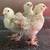 2 month Old chickens hens pullets cold hardy all female chicks 24 thumbnail