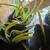 Houseplants 3 thumbnail