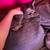 Kittens need home 4 thumbnail