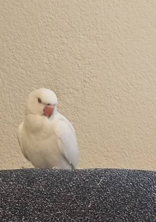 Indian ringneck (san jose south)63696489710081120