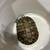 Rehoming Four Turtles and 150 gallon stock tank 4 thumbnail