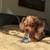 Dachshund PuppyLovable 2 thumbnail
