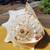 Queen Horned Helmet Conch Shell 10”x 6”x8”  RARE 1 thumbnail