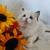 Ragdoll kittens 4 thumbnail