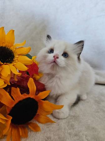 Ragdoll kittens (Sacramento)63848874939009123