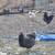 Blue Laced Wyandotte Chicks 9 thumbnail
