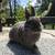 Polish Rabbits 1 thumbnail