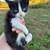Kittens 1 thumbnail