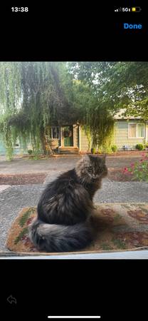MISSING CAT, FLUFFY TABBY (Brentwood-Darlington)63916333592963120