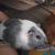 2 guinea pigs with enclosure 6 thumbnail