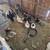 Goats sheep chickens 3 thumbnail