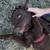 Rehoming 10 month old Chocolate Lab 3 thumbnail