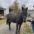 12 year old Morgan Percheron gelding 1 thumbnail