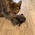 Free cats 4 thumbnail