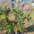 All Natural Holiday Wreaths 3 thumbnail