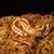 Bangka Blood Python 3 thumbnail