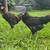 Olive eager stags/roosters 2 thumbnail
