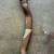 BMW F87 M2 OEM 16-18 Muffler Exhaust Resonator pipe 1 thumbnail