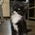 Kittens for Rehoming to Good home 2 thumbnail